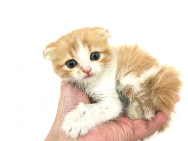 スコティッシュフォールド