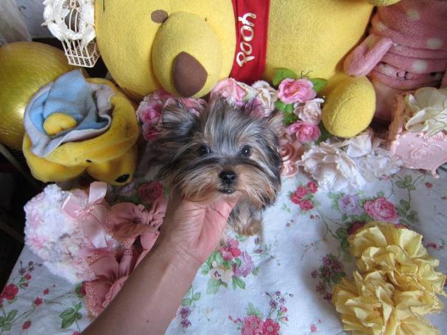 ヨークシャーテリア