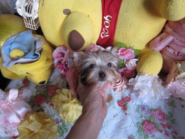 ヨークシャーテリア