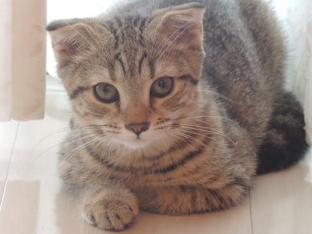 スコティッシュフォールド