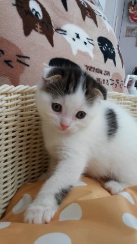 スコティッシュフォールド