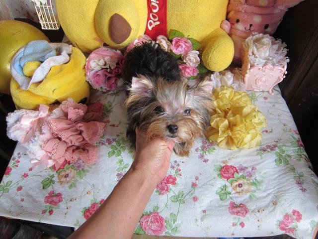 ヨークシャーテリア