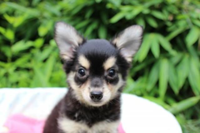 チワワ（ロングコート）