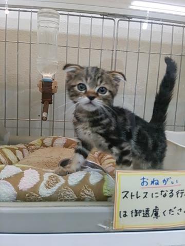 スコティッシュフォールド
