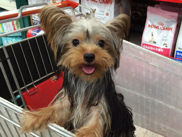 ヨークシャーテリア