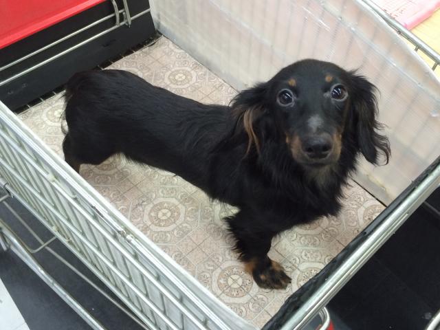 カニンヘンダックスフンド