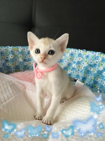 シンガプーラ
