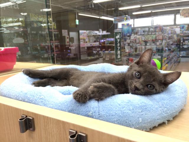 ロシアンブルー