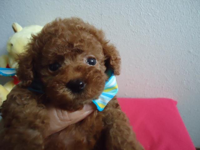 トイプードルレッド