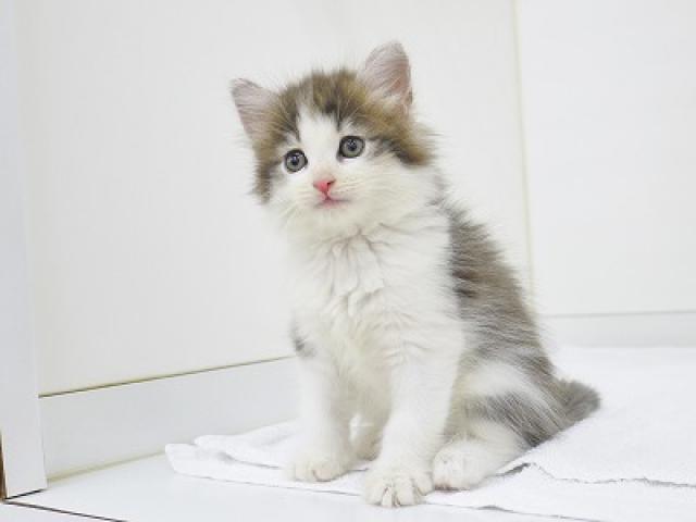 ノルウェージャンフォレストキャット