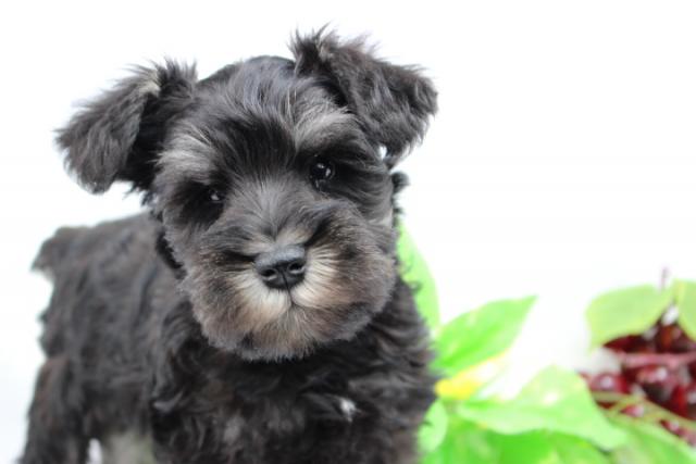 ミニチュアシュナウザー