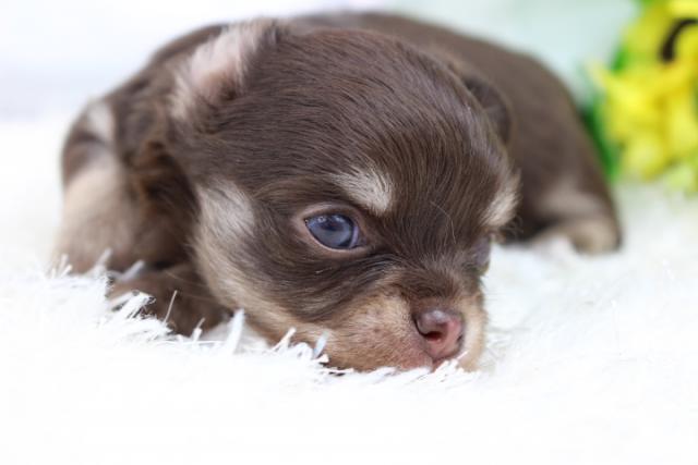 チワワ（ロングコート）