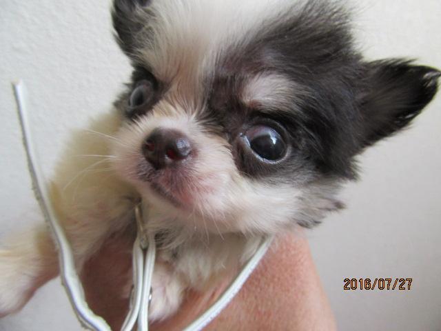 チワワ（ロングコート）マイクロサイズ予想のミックス