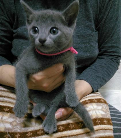 ロシアンブルー