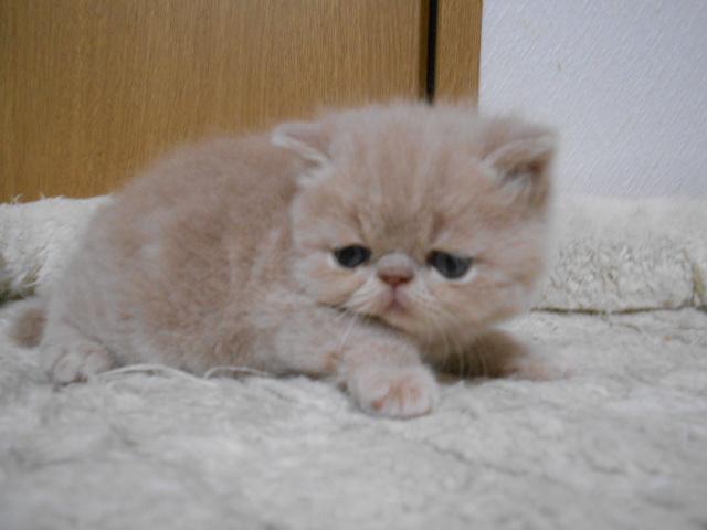 エキゾチックショートヘアー