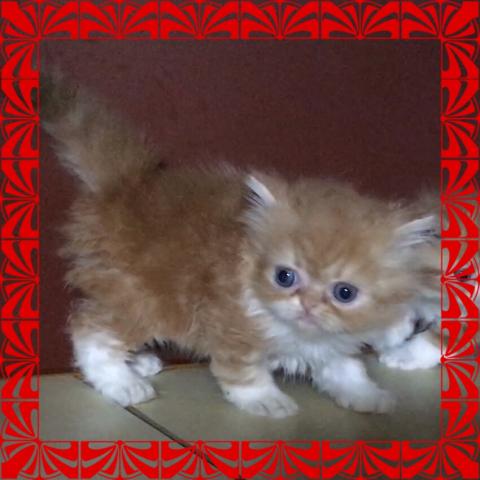 エキゾチックショートヘアー