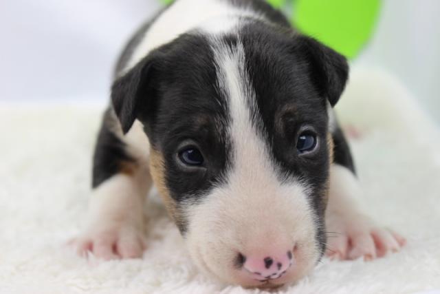 ミニュチュアブルテリア