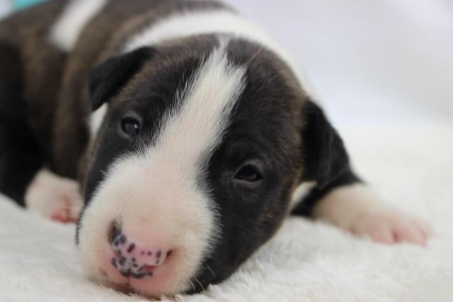 ミニュチュアブルテリア