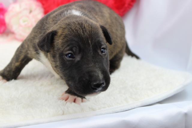 ミニュチュアブルテリア