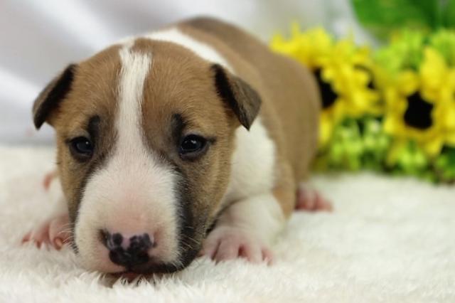 ミニュチュアブルテリア