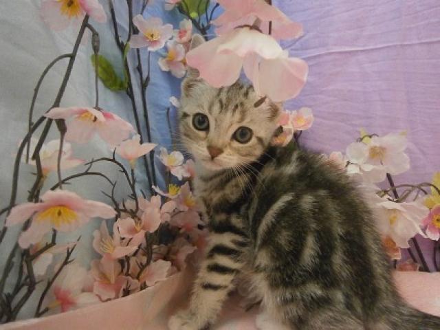 アメリカンショートヘアー