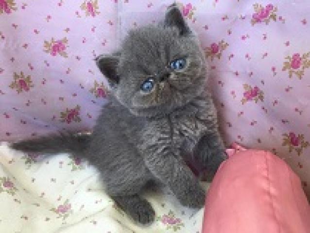 エキゾチックショートヘアー