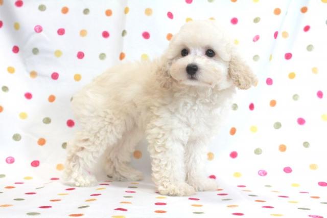 トイプードル