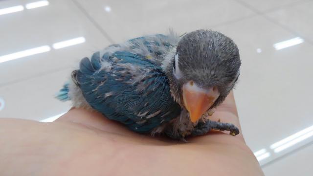 ボタンインコ