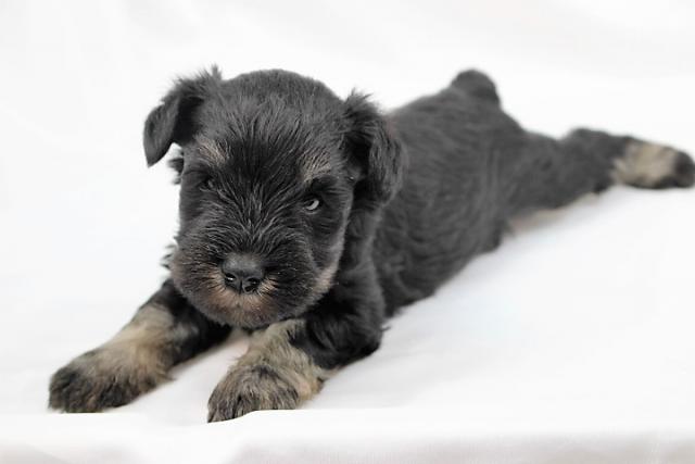 ミニチュアシュナウザー