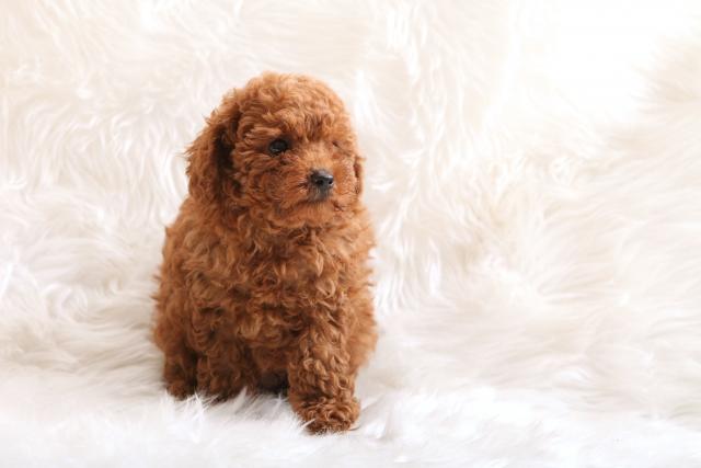 トイプードル