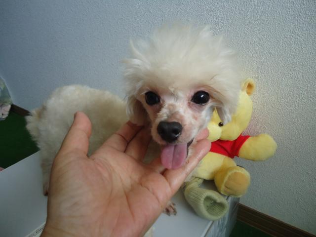 トイプードルクリーム　成犬
