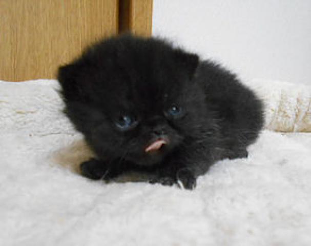 エキゾチックショートヘアー