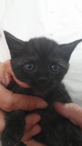 スコティッシュフォールド