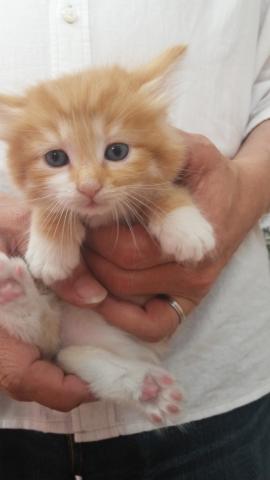 ノルウェージャンフォレストキャット