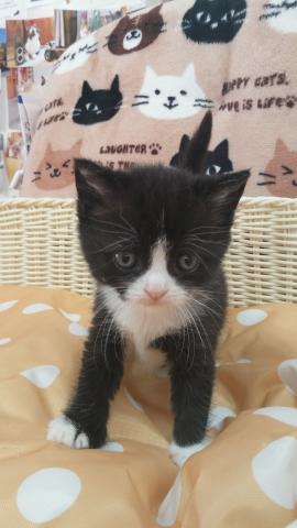 スコティッシュフォールド