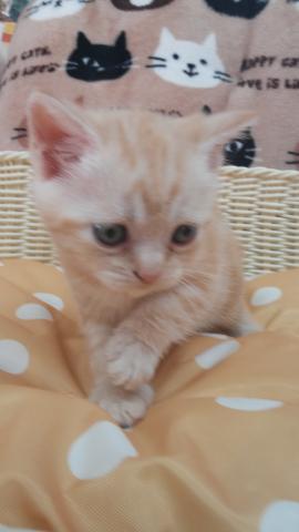 スコティッシュフォールド