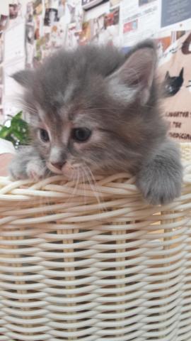 ノルウェージャンフォレストキャット