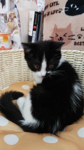 スコティッシュフォールド