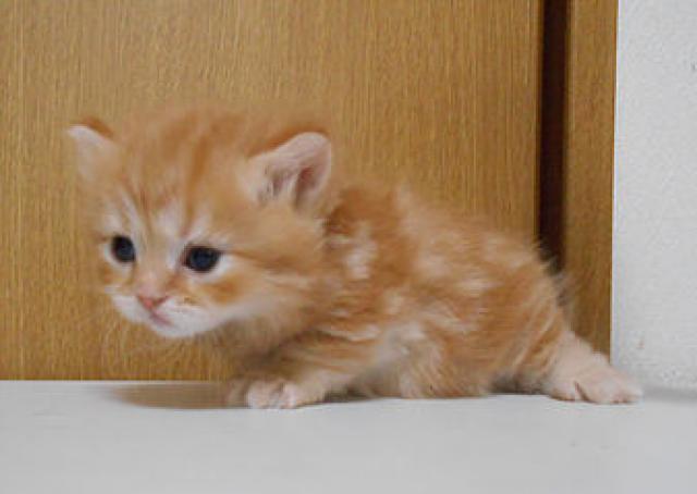 マンチカン短足(ロングヘアー)