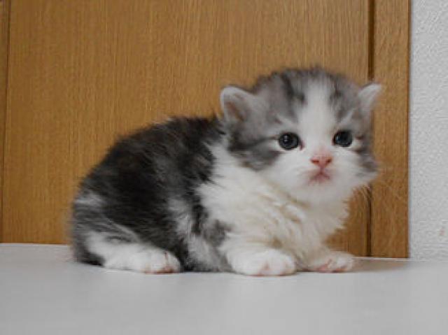 マンチカン短足（ロングヘアー）