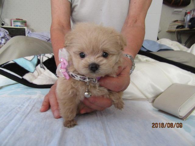 トイプードルポメラニアン　ミックス