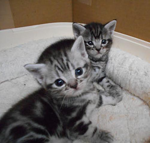 アメリカンショートヘアー