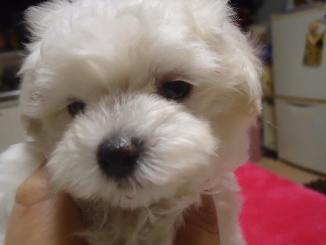 トイプードルマルチーズ　ミックス