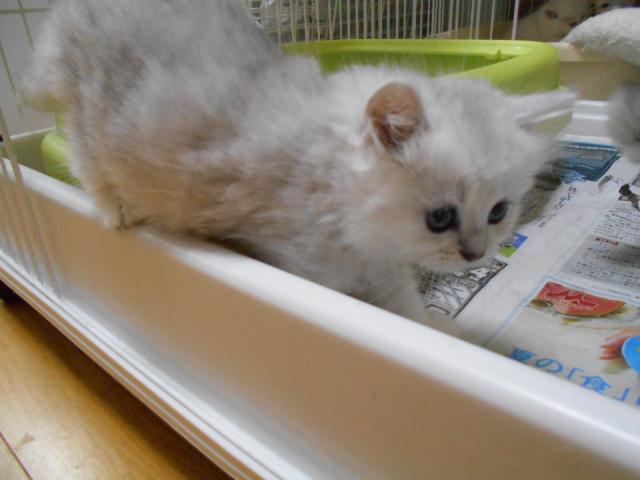 ペルシャ・ヒマラヤンチンチラ