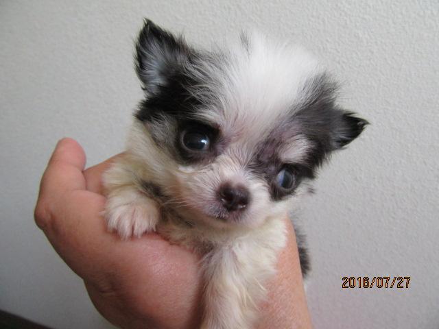 チワワ（ロングコート）マルチーズ　ミックス