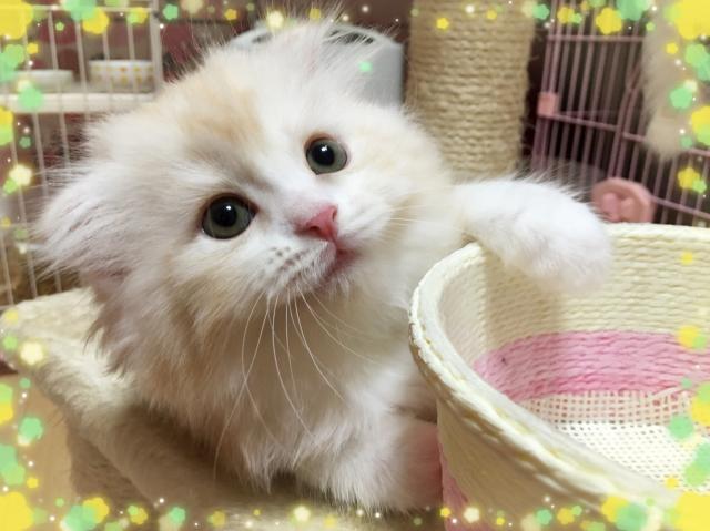 スコティッシュフォールド