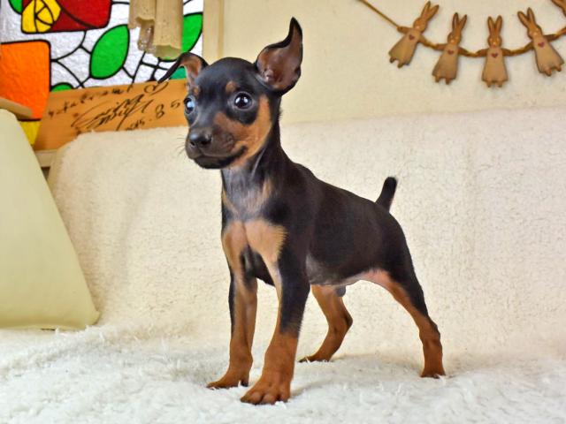 ミニチュアピンシャー