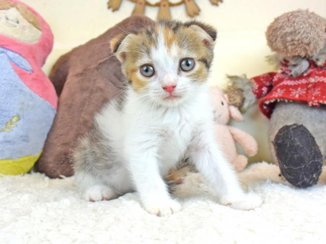 スコティッシュフォールド