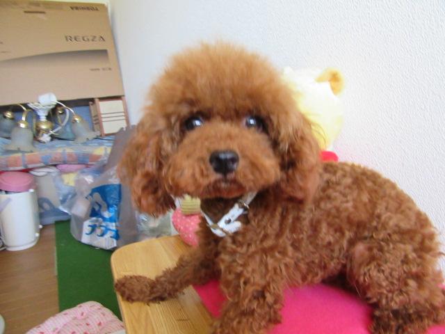 トイプードルベビーフェイスのお顔