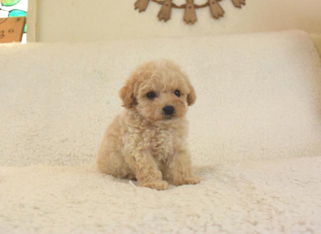 トイプードル